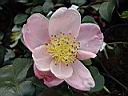 camelia_sasanqua_plantation-pink.JPG