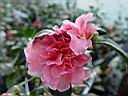 camelia_sasanqua_rosette.JPG