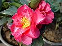 camelia_x_vernalis_hiryu.JPG