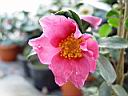 camellia_sasanqua_rubra.JPG