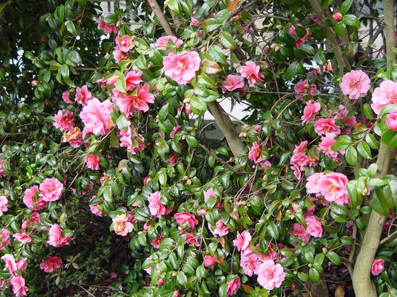 camelia_japonica_inspiration_2.JPG