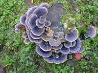 Polypore_versicolor.jpg