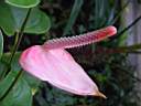 anthurium_andreanum.JPG