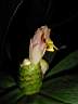 costus_malortieanus.JPG