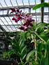dendrobium_hybrid.JPG