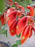 erythrina_crista_gallii.JPG