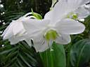 eucharis_grandiflora_2.JPG