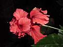 hibiscus_x_archeri_2.JPG