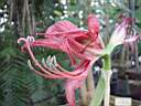 hippeastrum_aulicum_2.JPG