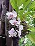 phalaenopsis.JPG