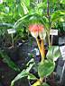 scadoxus_multiflorus.JPG