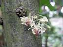 theobroma_cacao_fleurs.JPG