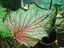 caladium_x2.JPG