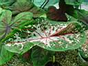 caladium_x3.JPG
