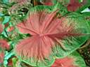 caladium_x4.JPG