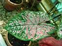 caladium_x5.JPG