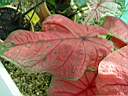 caladium_x6.JPG