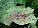 caladium_x7.JPG