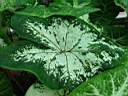 caladium_x8.JPG