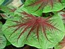 caladium_x9.JPG