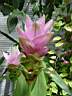 curcuma_alismatifolia.JPG