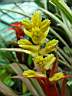 guzmania_x_omar_morobe.JPG