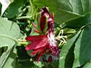 passiflora_lady_margaret.JPG