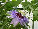 passiflora_purple_haze.JPG