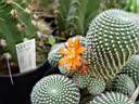 rebutia_sp.JPG