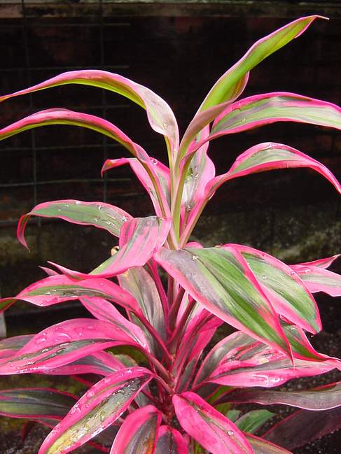 cordyline%20red%20edge.JPG