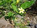 jasminum_odoratissimum.JPG