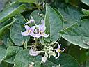 solanum_vespertilio.JPG