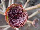 aeonium.JPG