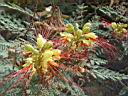 caesalpinia_gilliesii.JPG