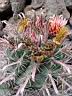 ferocactus_wislizenii_2.JPG