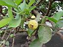 psidium_guajava.JPG