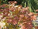 ACER_JAPONICUM_MEIGETSU_5.JPG