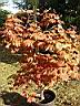 ACER_JAPONICUM_VITIFOLIUM_10.JPG
