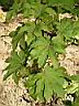 ACER_JAPONICUM_VITIFOLIUM_3.JPG