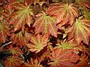 ACER_JAPONICUM_VITIFOLIUM_4.JPG