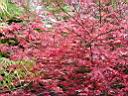 Acer_PAL_CORALLINUM.JPG