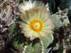 astrophytum_asterias.JPG (42598 octets)