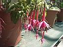 fuchsia_caledonia.JPG