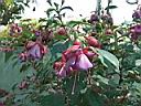fuchsia_hyb_lemoine_mrs_ylda_noach.JPG