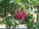 fuchsia_hyb_lycioides.JPG
