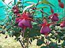 fuchsia_hyb_voltaire.JPG