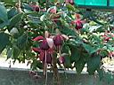 fuchsia_monsieur_thibaut.JPG