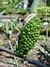 arisaema_ciliatum_var_liubaense_graines.JPG