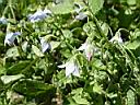 borago_pygmaea_2.JPG