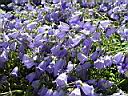 campanula_cochleariifolia.JPG